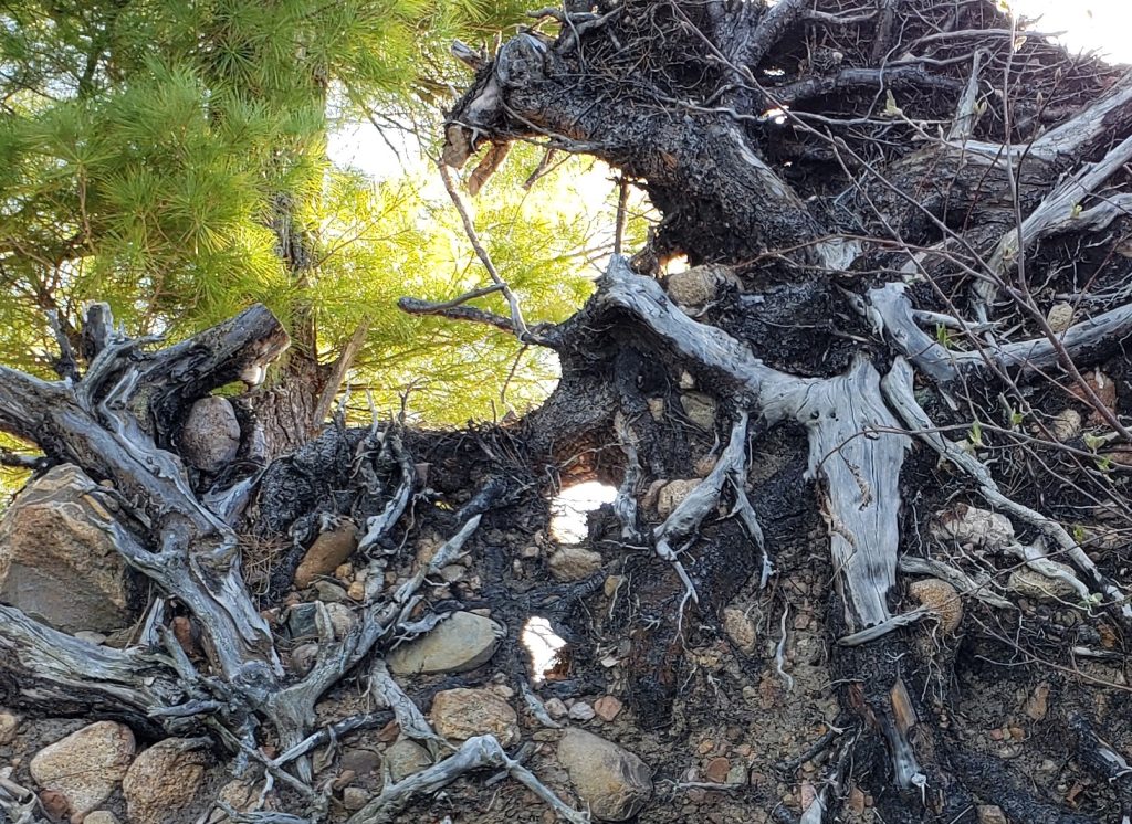 This image has an empty alt attribute; its file name is openings-of-light-1024x746.jpg