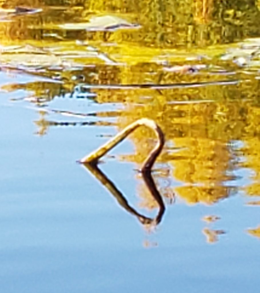 This image has an empty alt attribute; its file name is Reed-Heart-909x1024.jpg